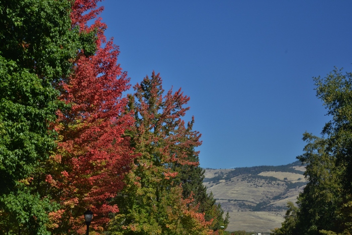 fall trees